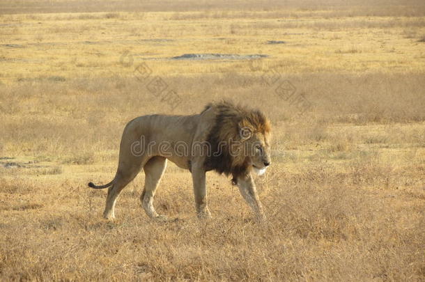 穿过<strong>非洲非洲</strong>的<strong>风景</strong>狮子