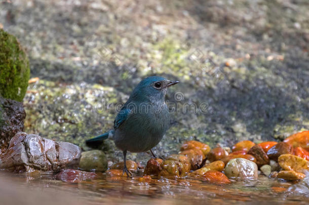 可爱的小飞禽，蓝色的，站在鹅卵石上