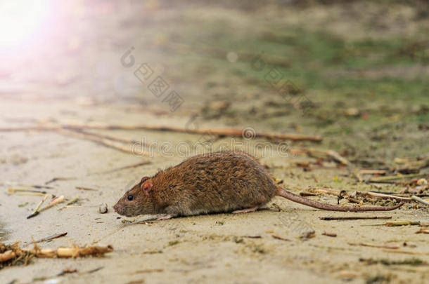 灰鼠在充满阳光的热点的废物湖上