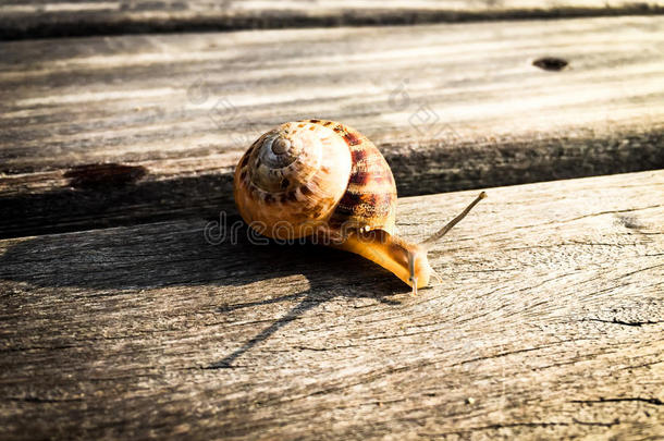 蜗牛在木板上偷袭的特写镜头