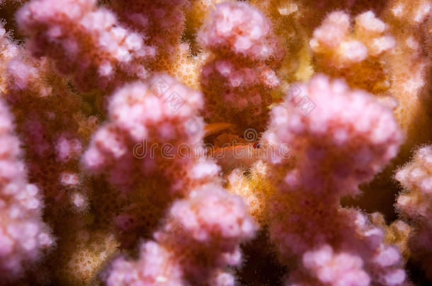 螃蟹藏着粉红色的珊瑚