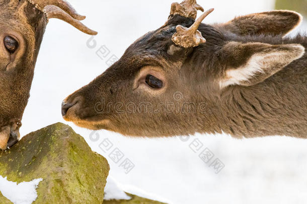 鹿在秋冬季节，有棕色的叶子，雪和模糊的背景
