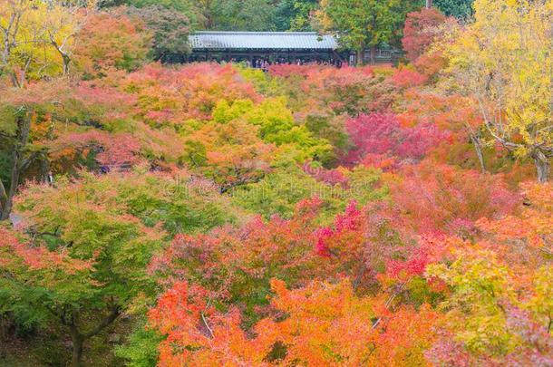 五颜六色的枫叶颜色树在日本旅游秋季在东京托福吉寺
