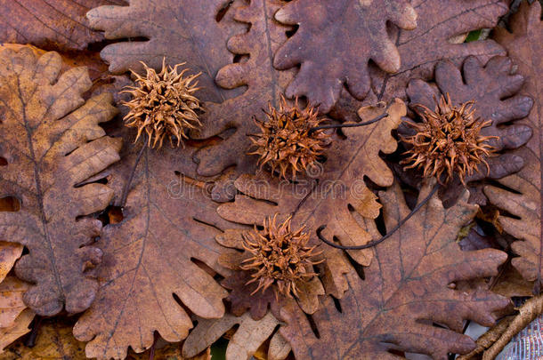 棕色豆荚，胶囊在干燥的叶子上作为秋天的背景