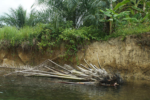 泰国自然海岸沿河的死树