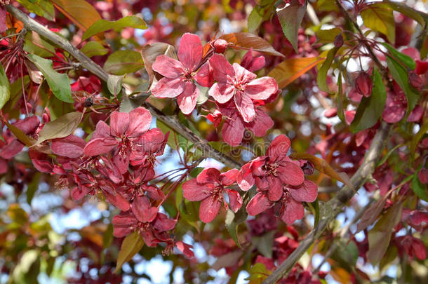 装饰苹果树的花，皇室的等级。 春天