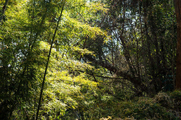 竹叶边框纹理背景