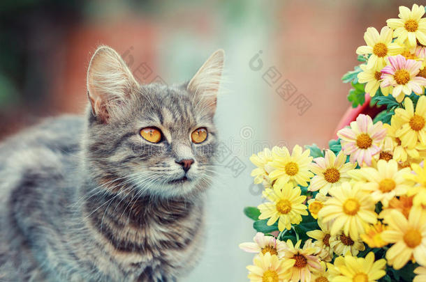 带花的可爱猫