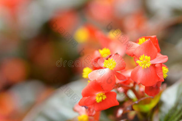 花海棠。 海棠是一朵非凡美丽的花