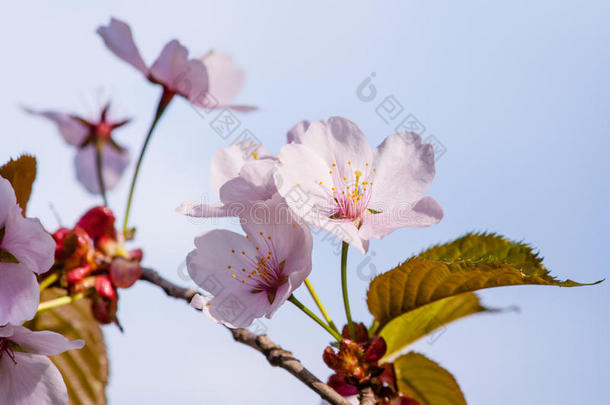 近景的温柔和柔软的粉红色樱花