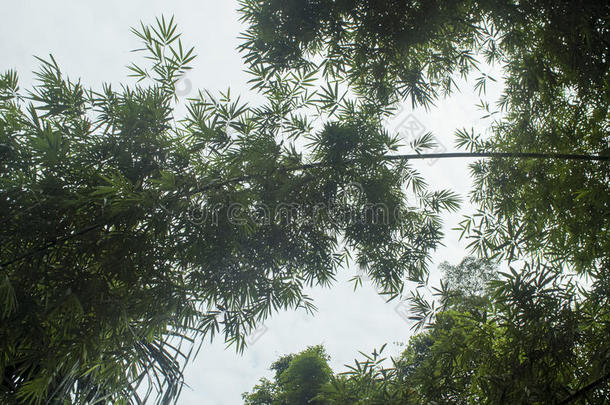 异国情调的树木，热带绿色植物沿河，在泰国自然海岸