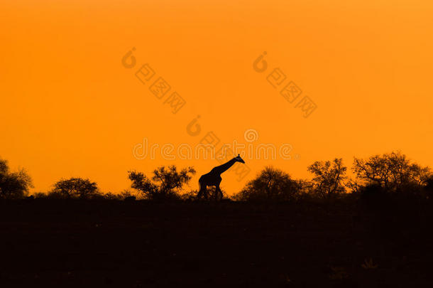 长颈鹿剪影与黄昏橙色日落