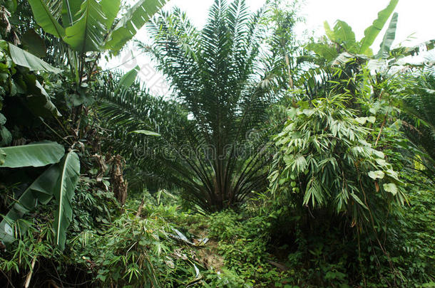 异国情调的树木，热带绿色植物<strong>沿河</strong>，在泰国自然海岸