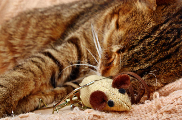 漂亮的大猫和玩具老鼠睡觉
