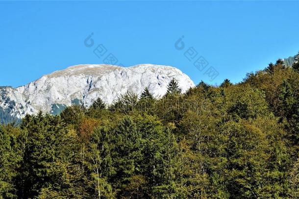 阿尔卑斯山岩基海滩生物群系黑色