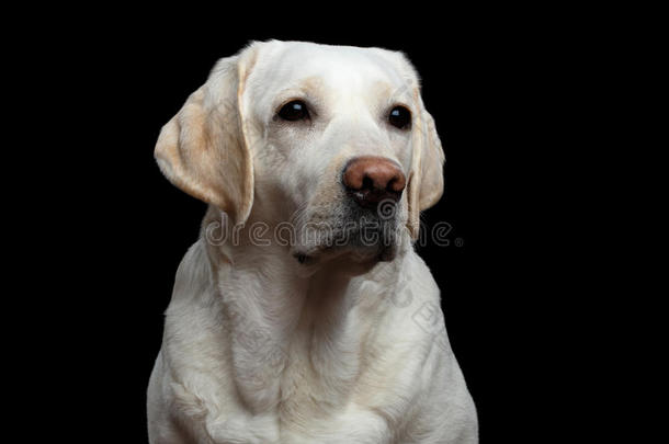 美丽的拉布拉多猎犬在孤立的<strong>黑色背景前</strong>