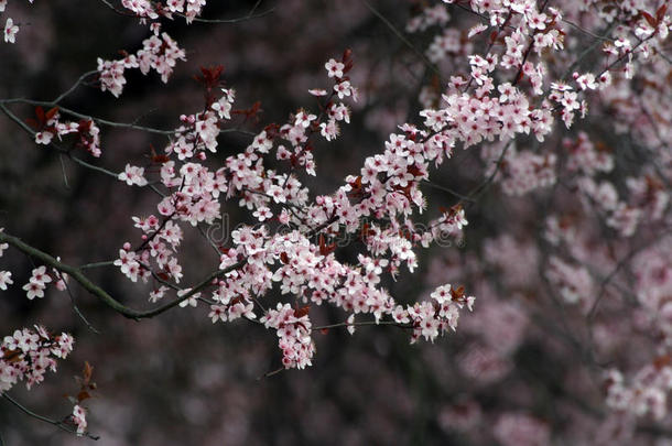 水果花