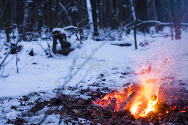火在树林里的雪中燃烧，雪覆盖着树木的背景