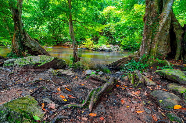 美丽的热带雨林和深林中的溪流，