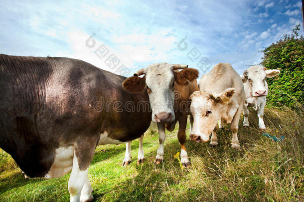 蓝天映衬下牧场奶牛的特写镜头