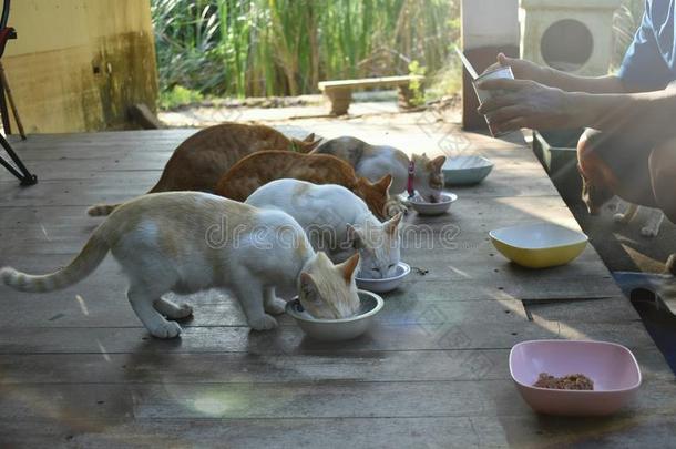 猫在碗里吃猫食