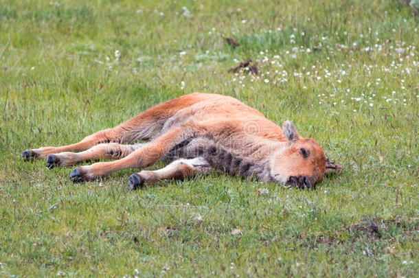 怀俄明州黄石国家公园里，野牛小牛宝宝睡在拉马尔山谷的草地上