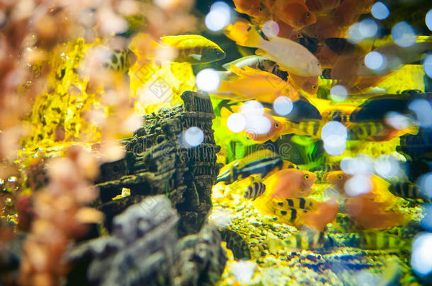 水族馆奇奇<strong>怪异</strong>的鱼。 海洋黄橙鱼成群在水族馆游泳