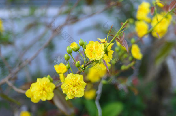 杏花<strong>米老鼠</strong>植物