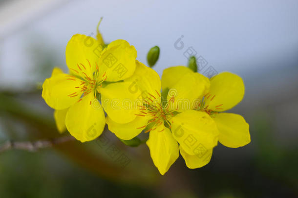 杏花<strong>米老鼠</strong>植物