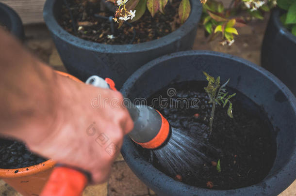 成年男子种植和浇水西红柿