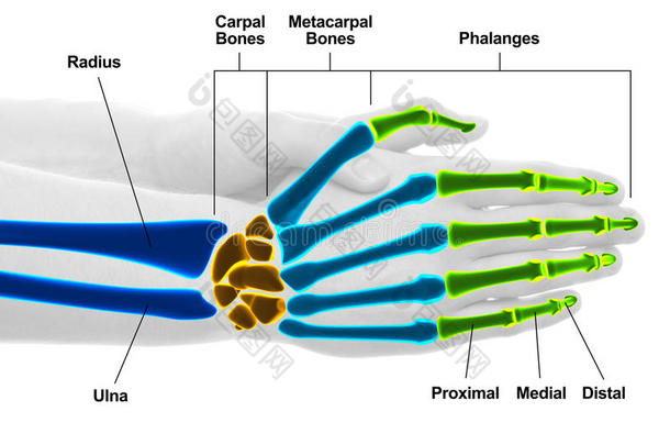 手和手腕骨骼-工作室拍摄与三维插图隔离
