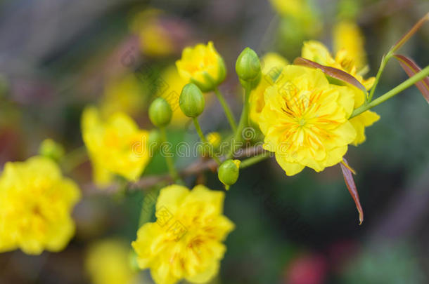 杏花<strong>米老鼠</strong>植物