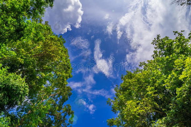 高耸的树冠构成了一片湛蓝的天空