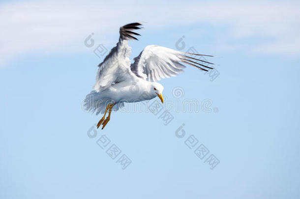 美丽的海鸥在<strong>天空</strong>中<strong>翱翔</strong>