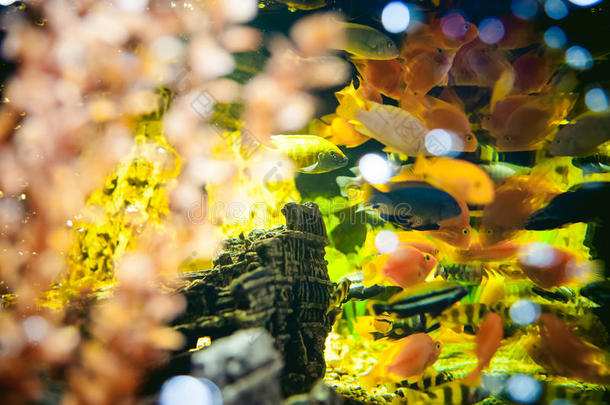 水族馆奇奇怪异的鱼。 海洋黄橙鱼成群在水族馆游泳