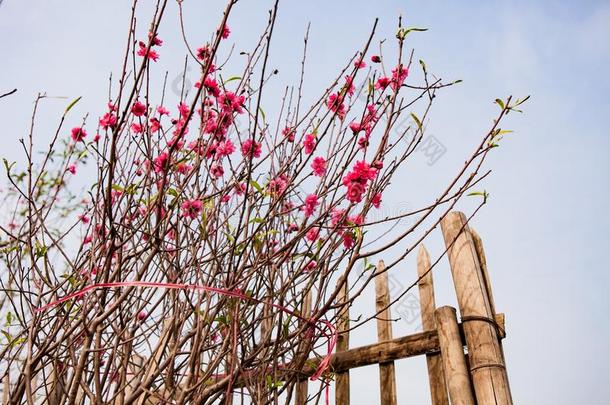 浴室美丽的美女盛开<strong>花开</strong>