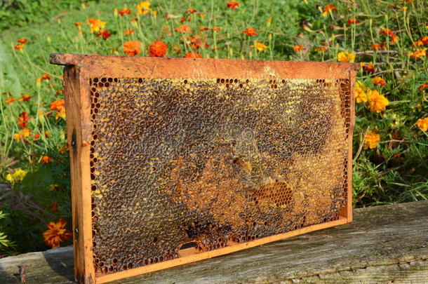 充满了新鲜的纯蜂蜜蜂巢。 纯蜂窝加蜂蜜。