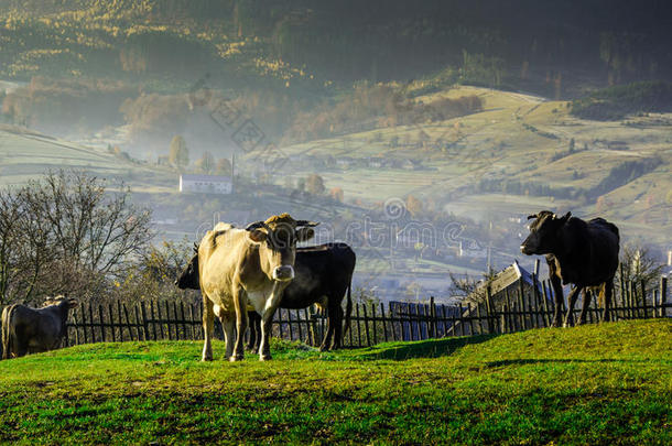 秋天牧场上的奶牛，蓝山和旧篱笆