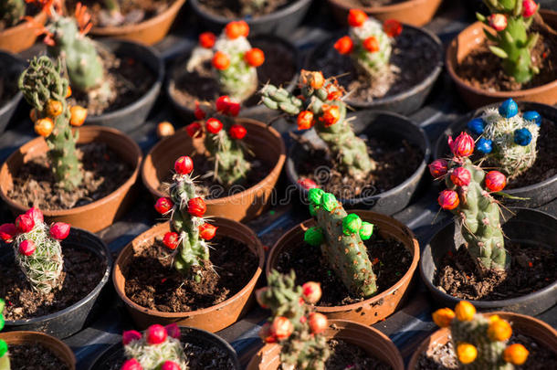 植物学的植物学仙人掌收集可爱的