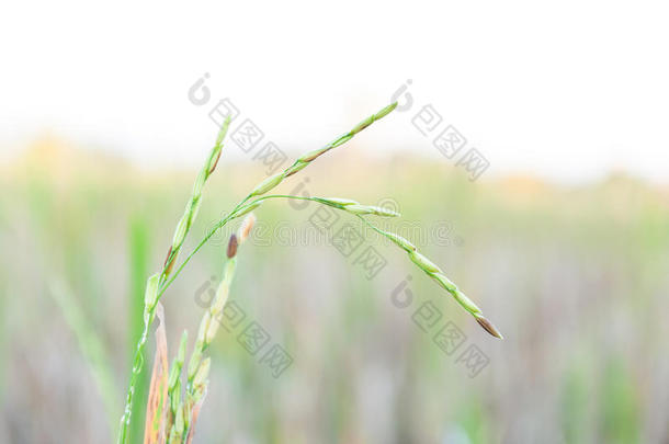 水稻，在自然背景下种植水稻