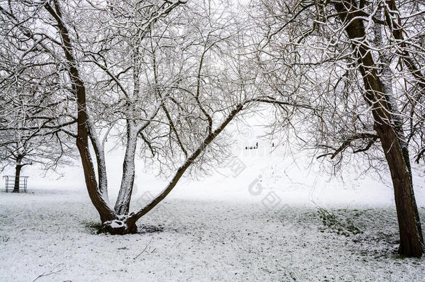 美丽的冬天景象，白雪覆盖了树木