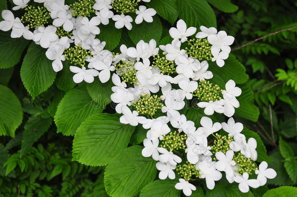 <strong>五福</strong>花科开花植物学灌木植物区系