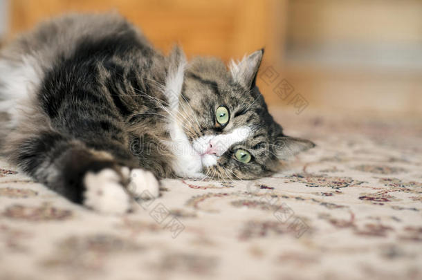猫躺在地板上。 猫躺在地毯上。 猫在地毯上休息。 猫在地板上休息。 猫在上面放松