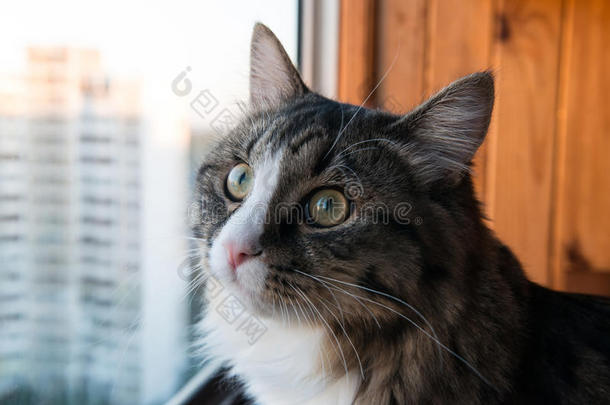 猫<strong>看</strong>着<strong>窗外</strong>。 漂亮的猫坐在窗台上<strong>看</strong>着窗户