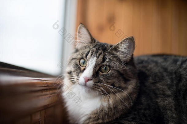 猫<strong>看着窗外</strong>。 漂亮的猫坐在窗台上<strong>看着</strong>窗户
