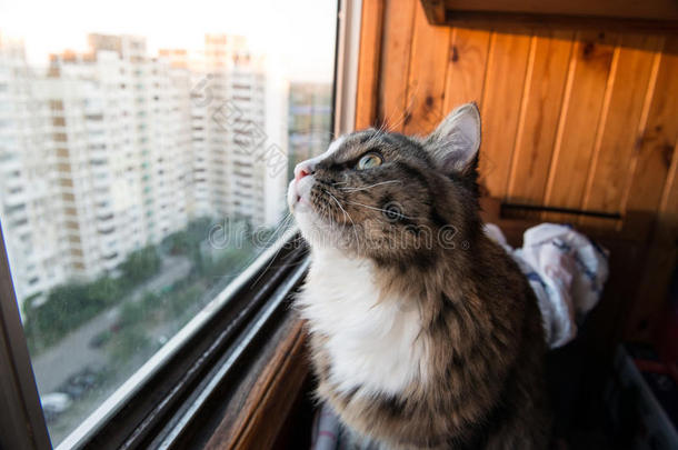 猫<strong>看着窗外</strong>。 漂亮的猫坐在窗台上<strong>看着</strong>窗户