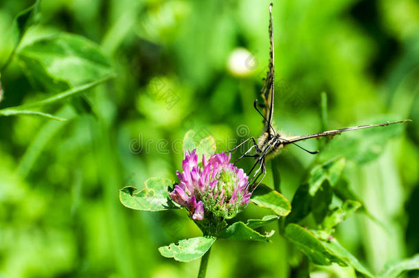 特写蝴蝶在花，蝴蝶和花，蝴蝶在花模糊的背景