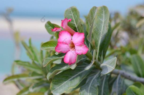 海边美丽的粉红色花朵