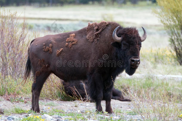 野牛水牛公牛站在怀俄明州黄石国家公园拉马尔山谷的卵石小溪旁边