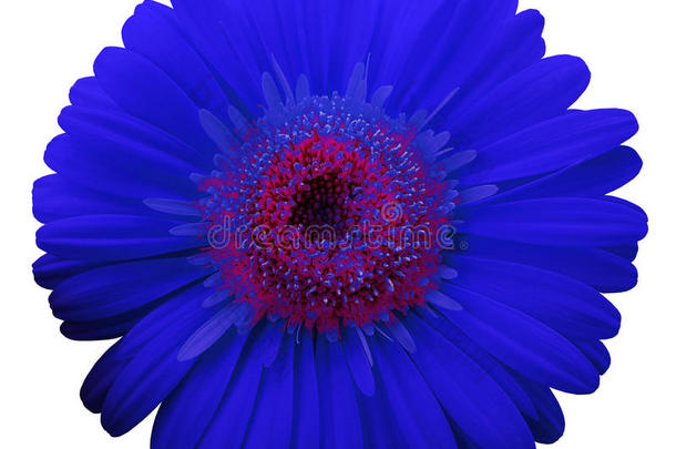 蓝色非洲菊花，白色孤立背景与裁剪路径。 特写镜头。 没有阴影。 为了设计。